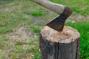 laisser une souche dans la cour