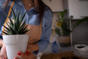 Bien placer un aloe vera dans la maison pour qu'il s'épanouisse