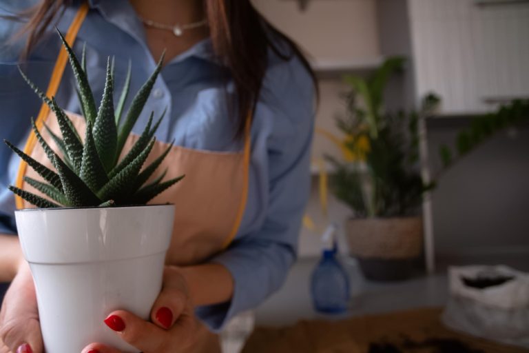 Où placer un aloe vera dans la maison pour qu&rsquo;il s&rsquo;épanouisse