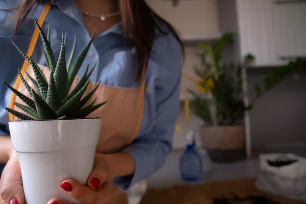 Bien placer un aloe vera dans la maison pour qu'il s'épanouisse