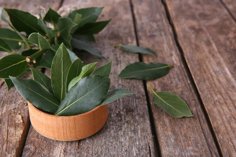 Les secrets du laurier : purifier naturellement votre maison avec cette plante aux vertus bienfaisantes