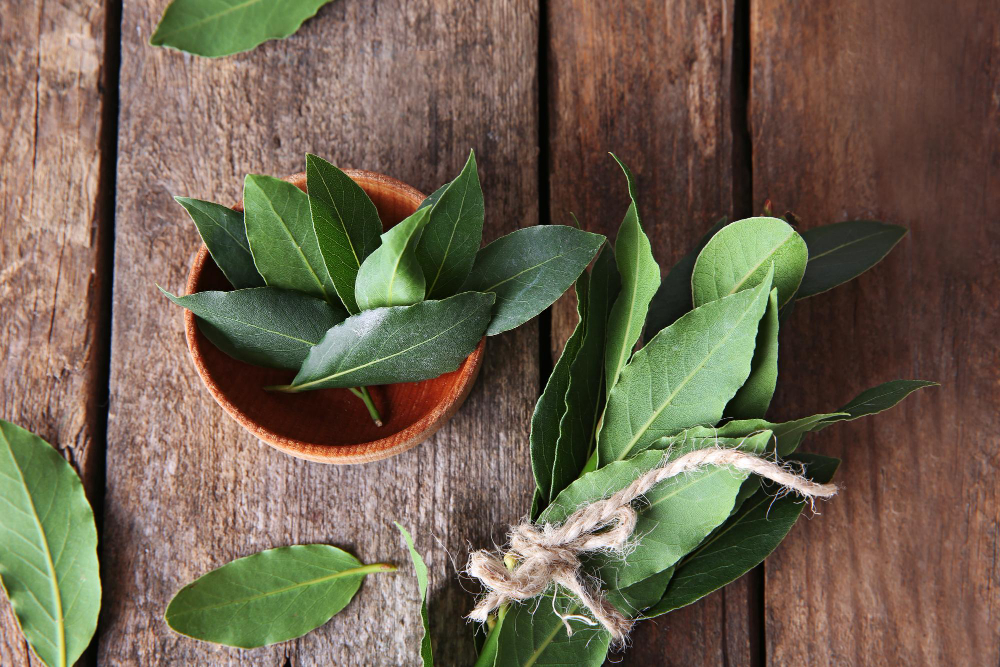 Les secrets du laurier est de purifier votre maison avec cette plante aux vertus bienfaisantes