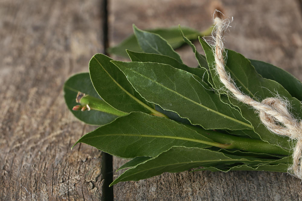 Les secrets du laurier est de purifier votre maison