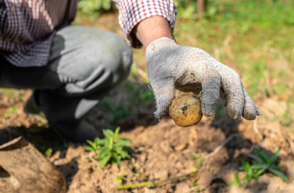 bien planter les pommes de terre pour une récolte optimale