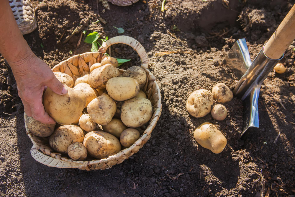 moment idéal pour planter les pommes de terre pour une récolte optimale