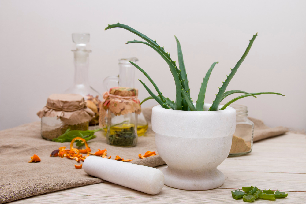 place d' un aloe vera dans la maison pour qu'il s'épanouisse