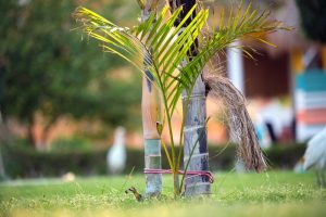planter un palmier près d'une maison sans risque pour la structure
