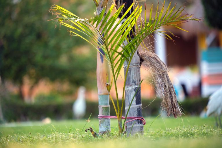 Peut-on planter un palmier près d&rsquo;une maison sans risque pour la structure ?