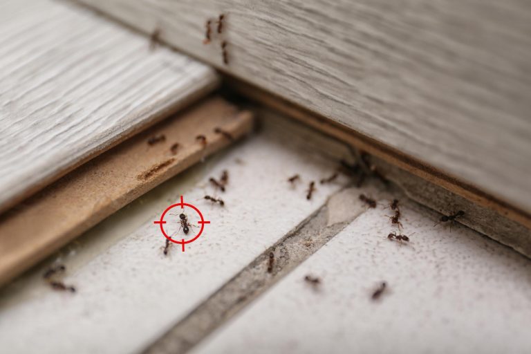 Comment se débarrasser des fourmis dans la maison efficacement