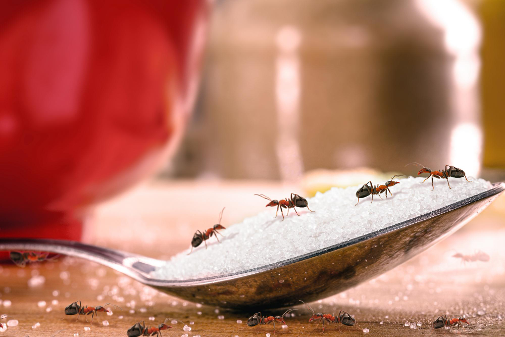 se débarrasser des fourmis dans la maison